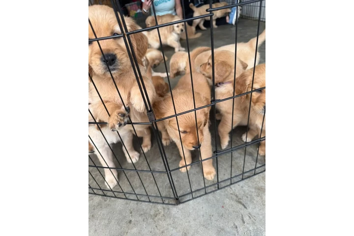 $350 : Cachorros Golden Retriever image 2