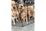 $350 : Cachorros Golden Retriever thumbnail