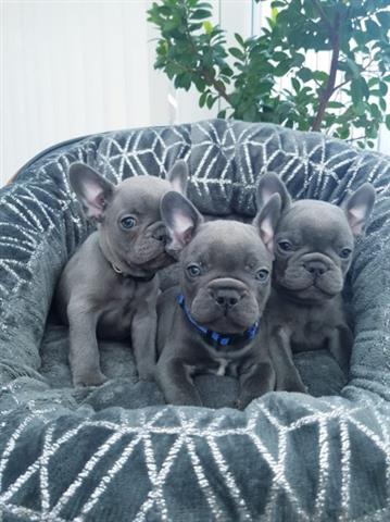 $700 : outstanding frenchbulldog image 2