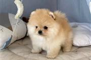 $300 : lindos cachorros de pomerania thumbnail