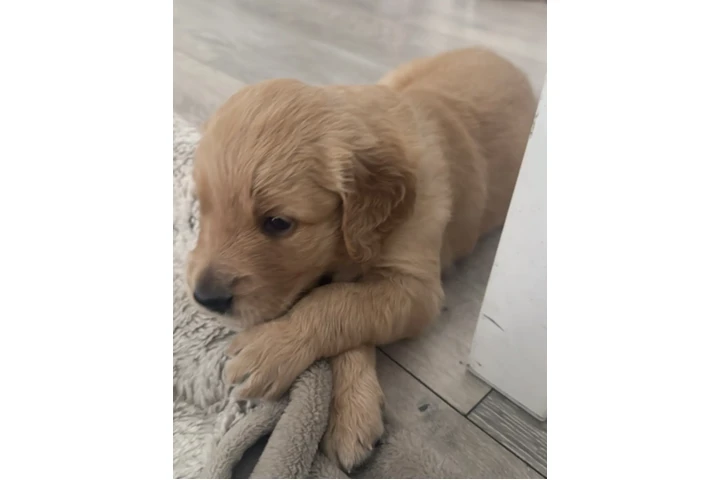 $1300 : Golden Retriever image 6