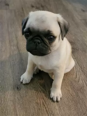 $500 : Puppys Pug image 1