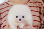 $350 : Pomerania en venta thumbnail