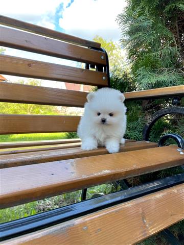 $350 : POMERANIAN PUPPY'S FOR SALE image 1