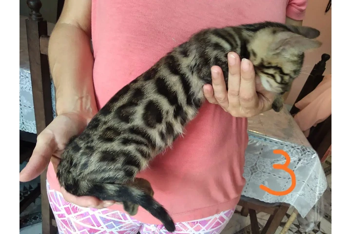 $3000000 : Gatitos Bengali Favorables Bel image 2