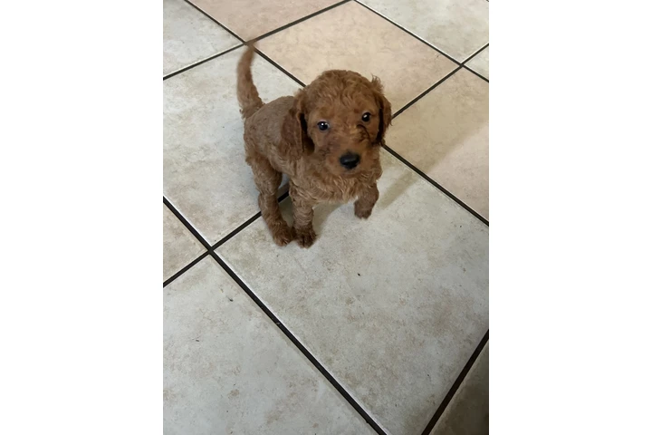 $750 : Golden doodle image 4