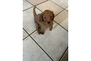 $750 : Golden doodle thumbnail