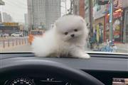 Pomerania en venta en Los Angeles