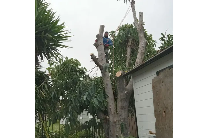 Professional Tree & Lawn Care image 3