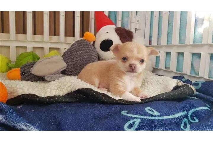 $800 : Short-haired chihuahua puppesi image 4