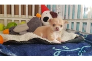 $800 : Short-haired chihuahua puppesi thumbnail
