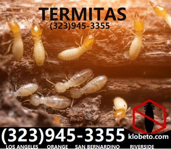 PEST CONTROL / TERMITE image 2