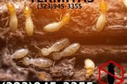 PEST CONTROL / TERMITE thumbnail