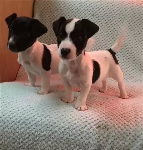 $550 : Jack Russell Terriers puppies. image 3