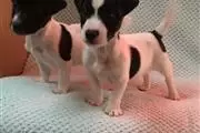 $550 : Jack Russell Terriers puppies. thumbnail