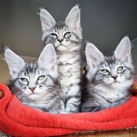 $400 : Cute Maine Coon kittens image 2