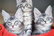 $400 : Cute Maine Coon kittens thumbnail