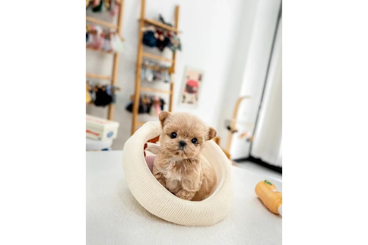$400 : Chihuahua and Maltipoo Puppies image 6