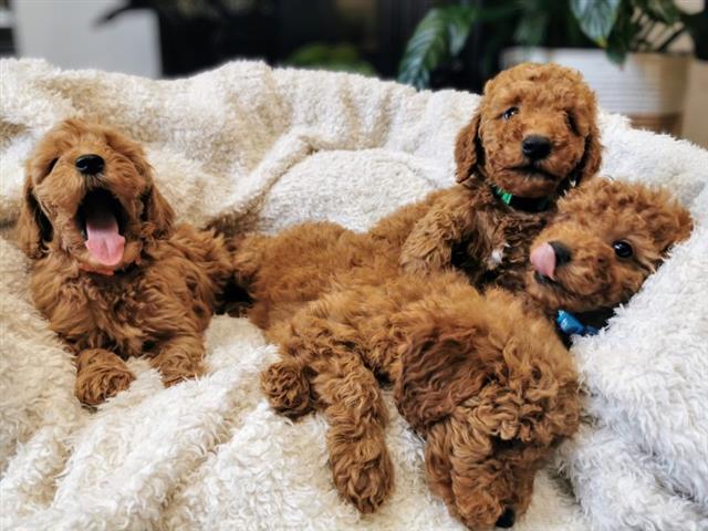 $400 : Goldendoodle puppies for sale image 2