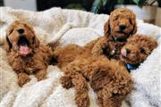 $400 : Goldendoodle puppies for sale thumbnail