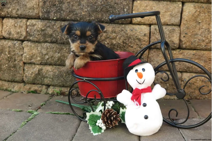 $600 : 🐶WOMEN YORKIE TEACUP image 4