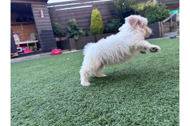 $475 : bichon's frise puppys ready. image 3