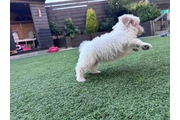 $475 : bichon's frise puppys ready. thumbnail