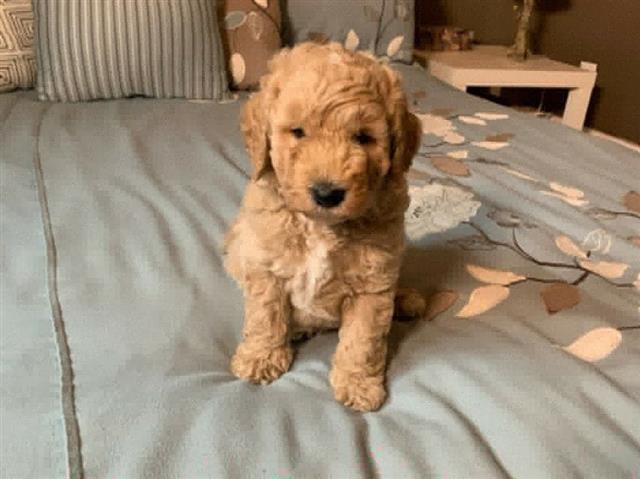 $500 : Cachorros goldendoodle disponi image 6