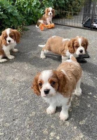 $200 : Cavalier king Charles puppies image 1