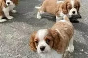 Cavalier king Charles puppies