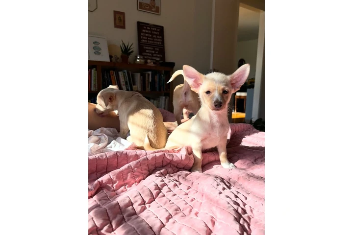$600 : Chihuahua image 3