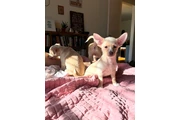$600 : Chihuahua thumbnail