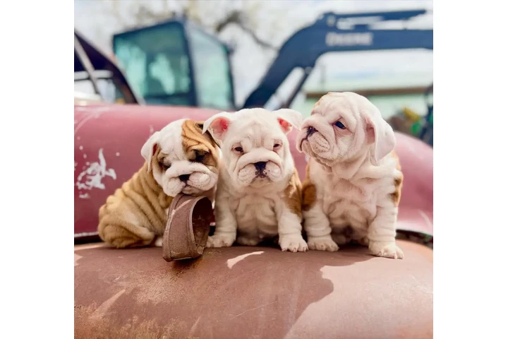 $400 : Adorable English Bulldog Pups image 2