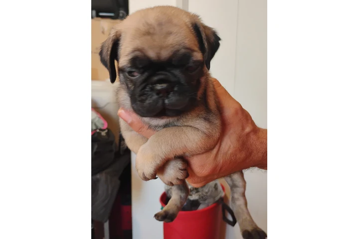 $200 : Cachorros  Pug image 6