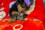 Cachorro Yorkie macho y hembra en Long Island