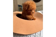 $350 : Cachorros de caniche toy thumbnail
