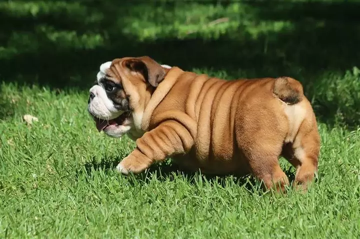 $100 : nice10wks  E.bulldogs 4u ready image 7