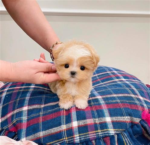 $250 : Teacup Poodle and Yorkie image 1