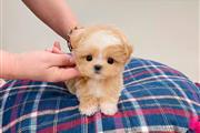 Teacup Poodle and Yorkie en Los Angeles