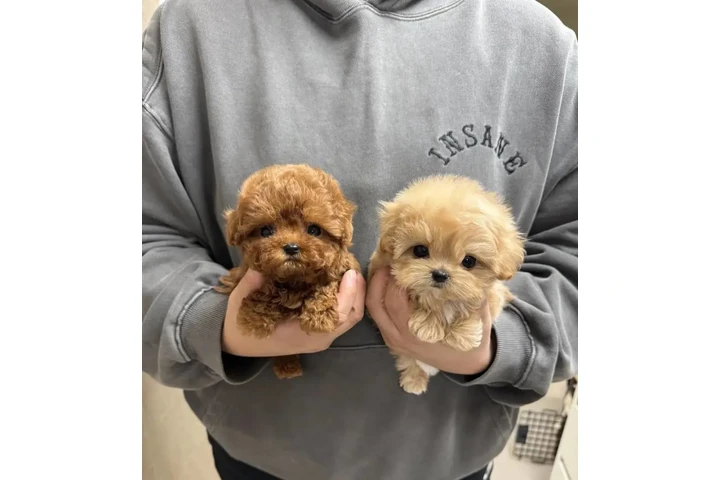 $350 : Cachorros Maltipoo image 1