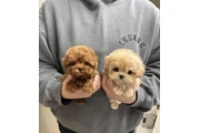 Cachorros Maltipoo en Arlington VA