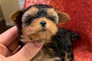 $500 : Yorkshire puppy for sale thumbnail