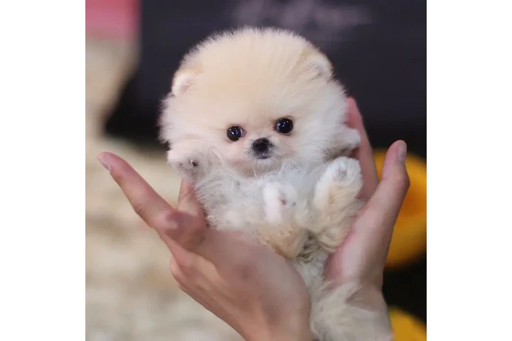 $350 : Micro Pomerania image 1