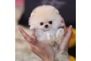 Micro Pomerania