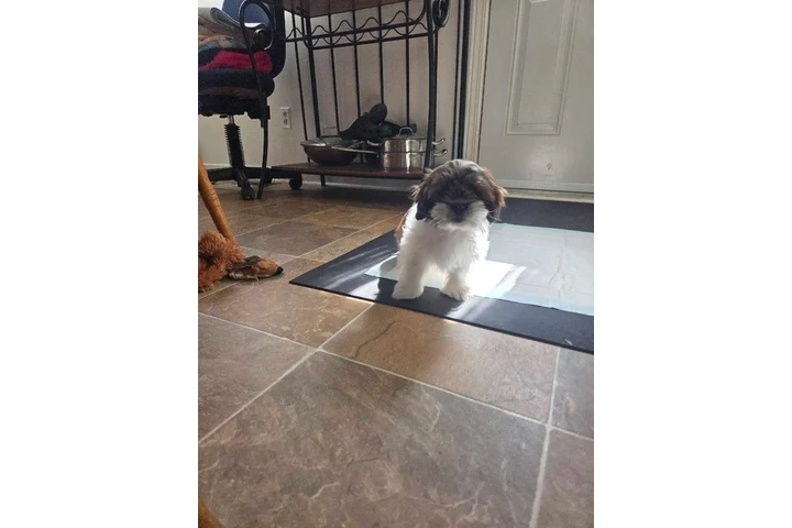 $1700 : Cava-tzu puppies 3 puppies lef image 8