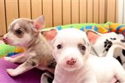 $420 : 100%Socialize Chihuahua  perro thumbnail