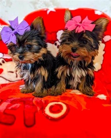 Cachorros Yorkshire Terrier image 1