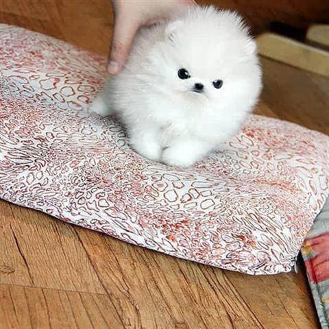 $350 : Pomerania en venta image 2