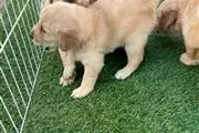 AKC Golden Retriever thumbnail