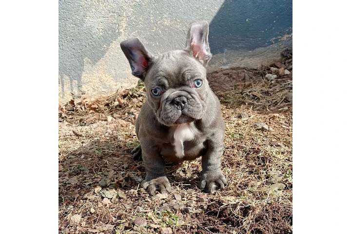 Fluffy Frenchies puppies image 5